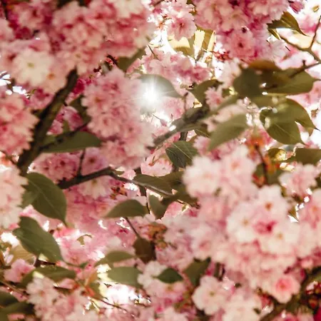 Hotel кайзервальд клуб